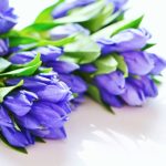 敬老の日◆感謝を伝える花は何がいい？